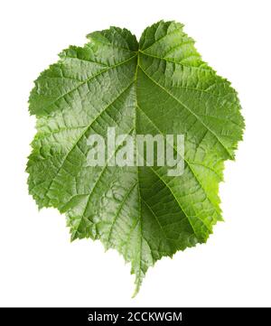 feuille de noisette isolée sur fond blanc. Banque D'Images