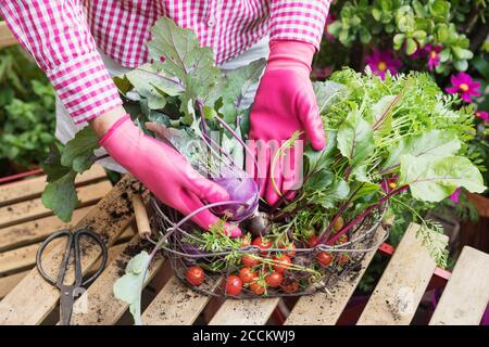 Gros plan de la femme qui organise la betterave commune dans le panier au-dessus de la table Banque D'Images