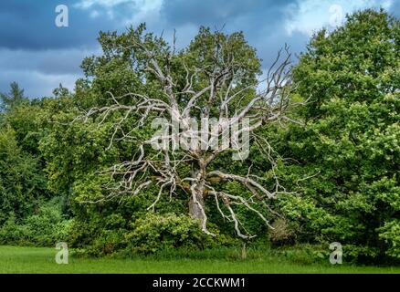 Chêne mort (Quercus) à Bernrieder Park, Bernried, Bavière, Allemagne, Europe Banque D'Images