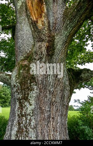 Tronc d'un vieux chêne (Quercus) à Bernrieder Park, Bernried, Bavière, Allemagne, Europe Banque D'Images