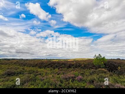 Poole, Royaume-Uni. 23 août 2020. Poole, Royaume-Uni. Dimanche 23 août 2020. Les vents forts conduisent à des conditions météorologiques changeantes au Royaume-Uni au-dessus de Canford Heath à Dorset. Credit: Thomas Faull/Alamy Live News Banque D'Images