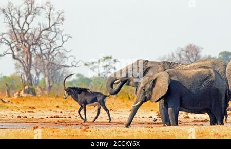 Deux éléphants d'Afrique prenant un verre avec un antilope de sable hors foyer marchant en arrière-plan, parc national de Hwange, Zimbabwe Banque D'Images