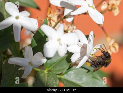 Miel abeille se nourrissant d'une fleur de jasmin blanche Banque D'Images