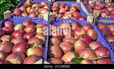 Des pommes rouges belles et saines attendent sur la remorque pour être transportées. Les pommes sont empilées dans des caisses sur une seule rangée. Il n'y a pas de superposition sur eac Banque D'Images