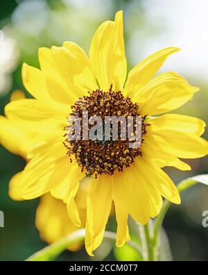 Belle tête de tournesol jaune en pleine fleur. Les tournesols sont bons pour les oiseaux et les insectes en raison des grandes étamines remplies de pollen et de graines Banque D'Images