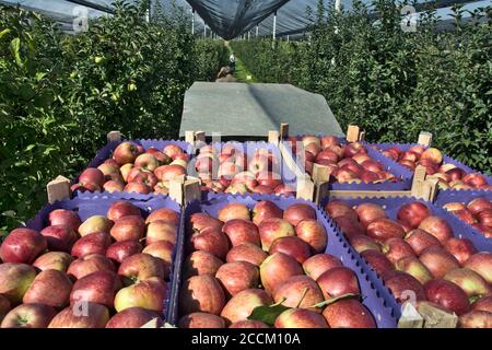 Plantation de pommes qui est complètement protégée par des filets en cas de mauvais temps. Sur la remorque sont les fruits fraîchement cueillis entreposés pour le transport et la vente. Banque D'Images