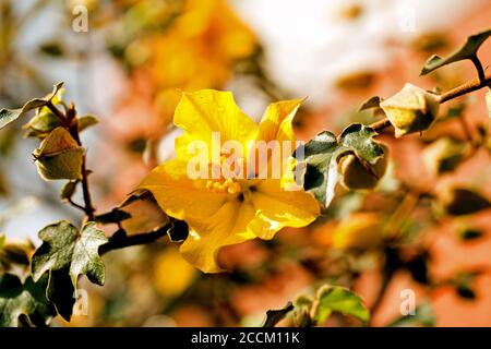 California Glory (Fremontodendron) Fleur en fleur pleine fleur - jaune vif Fleurs fraîches qui fleurissent de la fin du printemps au début de l'été Banque D'Images