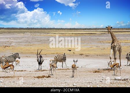 Paysage du parc Etosha Natioanl avec girafe, Zebra, Impala et Gemsbok Oryx avec un ciel bleu vif et ciel nuageux et fond de savane ouverte, Namibie, S Banque D'Images