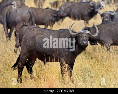Cape Buffalo sur les plaines africaines jaunes sèches. L'accent est mis sur le Buffalo regardant directement dans l'appareil-photo tout en mâchant le cud. Parc national de Hwange, Zim Banque D'Images
