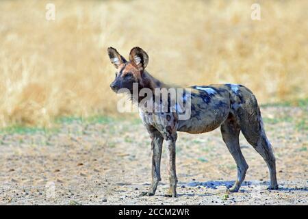 Chien sauvage isolé (chien peint) debout sur les plaines jaunes d'Afrique. Le fond est une savane jaune sèche et naturelle. Sud Luangwa Banque D'Images