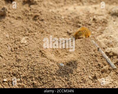 Une femelle de Bombylius Major, une mouche à abeilles aux bords sombres, vole en vol stationnaire tout en faisant tomber sa queue pour « bombarder » des œufs sur le sol, près des entrées de nid d'abeille hôte de l'exploitation minière. Banque D'Images