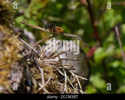 L'abeille mason bicolore (Osmia bicolor) survolant avec un bâton pour ajouter à une pile de végétation camouflant son nid dans une coquille d'escargot à lèvres brunes, Royaume-Uni. Banque D'Images