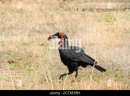 Ground Hornbill (Bucorvus leadbeateri) marchant sur les plaines africaines avec du matériel de nidification dans son bec, au sud de luangwa, en zambie Banque D'Images