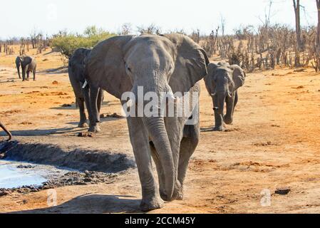 Grand éléphant d'Afrique marchant vers un appareil photo avec un trou d'eau et un petit troupeau en arrière-plan. Parc national de Hwange, Zimbabwe Banque D'Images