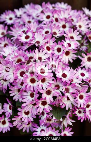 GEIRANGER, NORVÈGE - 2016 JUIN 13. De nombreuses fleurs d'été de Chrysanthemum de couleur violet. Banque D'Images