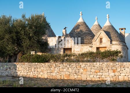 Groupe de Trulli, maisons anciennes traditionnelles et vieux mur en pierre à Puglia, Italie avec oliviers Banque D'Images