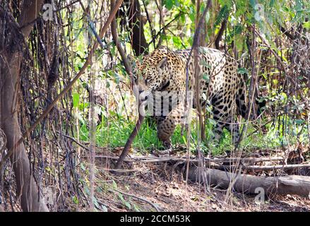 Jaguar sauvage traversant le Bush épais au Brésil Banque D'Images