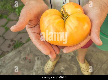 Une agricultrice adulte tient une grande tomate orange cueillies dans son propre jardin, à l'extérieur. Banque D'Images