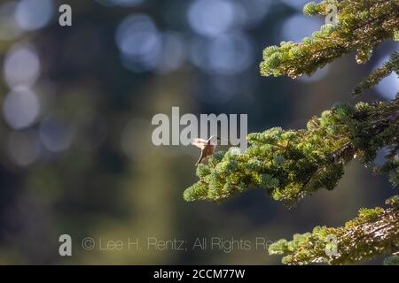 Colibri rufous, Selasphorus rufus, femelle reposant sur un sapin subalpin au bord d'un pré de montagne sur la piste de Snowgrass dans le Wil de Goat Rocks Banque D'Images