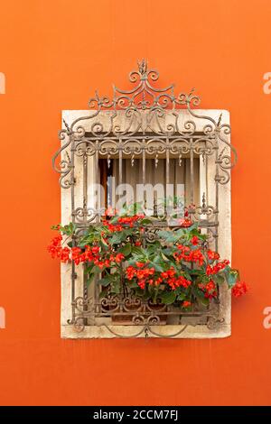 Fenêtre avec fleurs dans la vieille ville, Motovun, Istrie, Croatie Banque D'Images