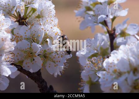 Miel abeille pollinisant arbre de Plum (Coccoloba diversifolia) floraison d'arbre Banque D'Images