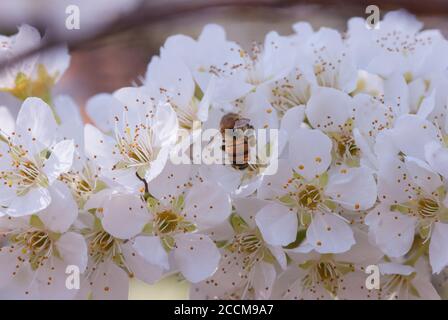 Miel abeille pollinisant arbre de Plum (Coccoloba diversifolia) floraison d'arbre Banque D'Images