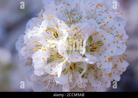 Plum Coccocooba diversifolia arbre floraison Banque D'Images