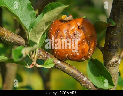 Faire pourrir la pomme brune dans l'arbre à pommes à l'automne Banque D'Images