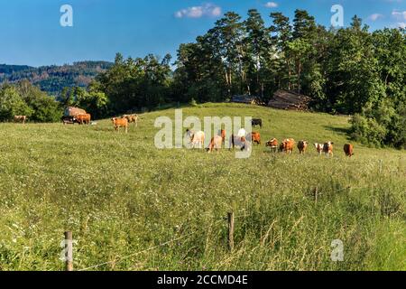 Vaches dans un pâturage d'été en République tchèque - Europe. Bio ferme. Pâturage des bovins. La campagne tchèque. Banque D'Images