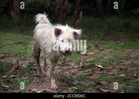 sale chien errant marchant dans la rue après la pluie chez l'animal soins de santé Banque D'Images