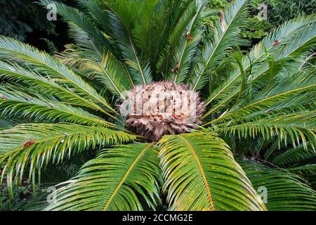 La structure reproductrice femelle de la plante japonaise sogo Palm ou Sotetsu. Cycas Revoluta. Banque D'Images