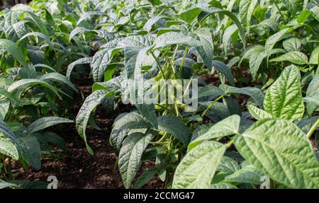 Plantation de soja ou de soja. Glycine max plantes avec haricots. Banque D'Images