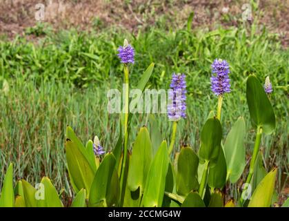 Pickerelweed plante aquatique avec des fleurs et des feuilles pourpres Pontederia cordata. Banque D'Images