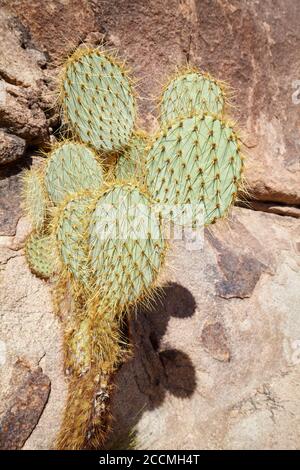 Opuntia chlorotica contre un rocher dans le parc national de Joshua Tree, Californie, États-Unis. Banque D'Images