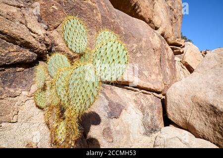 Opuntia chlorotica contre un rocher dans le parc national de Joshua Tree, Californie, États-Unis. Banque D'Images