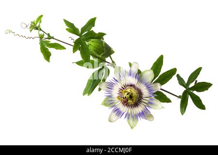 Passiflora (fleurs de passion) avec bourgeon isolé sur fond blanc. Grande belle fleur. Une branche de creepers avec un bourgeon. Banque D'Images