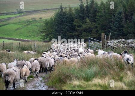 Howgill Fells, Cumbria, 23 août 2020. Bergers qui rassemblent des moutons au large des collines de Howgill à Cumbria, une partie des Dales du Yorkshire de l'Ouest, pour sevrer les agneaux, ou les « faire » comme son localement connu. Ces moutons ont été ramenée jusqu'à 5 milles à la ferme par des bergers et leurs chiens d'berger. Les troupeaux sont 'touffeté' sur leur propre parcelle de terre et ont été pendant des générations, chaque mouton menant son agneau à leur région de pâturage régulière année après année. Crédit : Wayne HUTCHINSON/Alamy Live News Banque D'Images