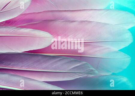 Plumes roses gros plan sur la texture Banque D'Images