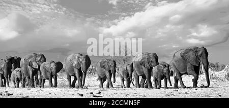 Panorama d'un troupeau familial d'éléphants traversant les plaines africaines baignées de soleil dans le parc national de Hwange, Zimbabwe, Afrique australe Banque D'Images