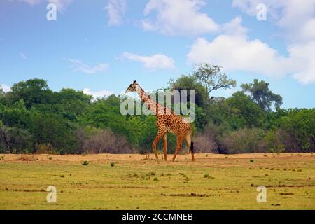 Lone Thornicroft Giraffe traversant les plaines ouvertes du canal dans le parc national de South Luangwa, en Zambie Banque D'Images