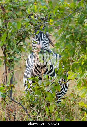 Un zèbre solitaire essaie de se cacher derrière un buisson, mais il est imparfait. Parc national de Hwange, Zimbabwe, Afrique australe Banque D'Images