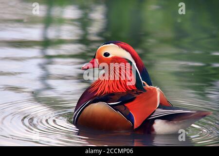 Magnifique canard mandarin (Aix galericulata) nager sur un étang calme avec des ondulations d'eau Banque D'Images