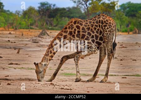 Giraffe commun se pliant sur les pattes avant pliées, prenant un verre d'une petite piscine d'eau, sur un fond naturel de brousse et de savane, Hwange Banque D'Images