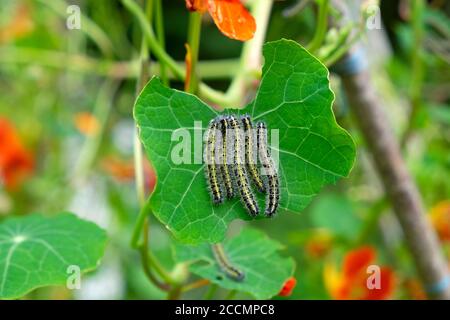 Chenilles mangeant des feuilles de nasturtium grimpantes dans un petit jardin de campagne En août Carmarthenshire West Wales KATHY DEWITT Banque D'Images