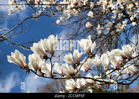 Yulan magnolia ou étoile blanche magnolia en fleur Banque D'Images