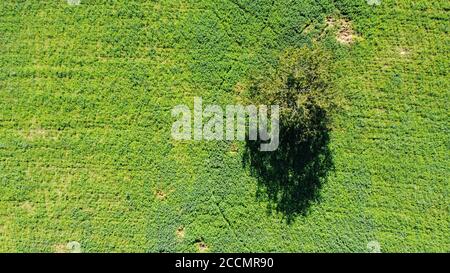 Vue aérienne d'un arbre solitaire dans un pré vert du drone Banque D'Images