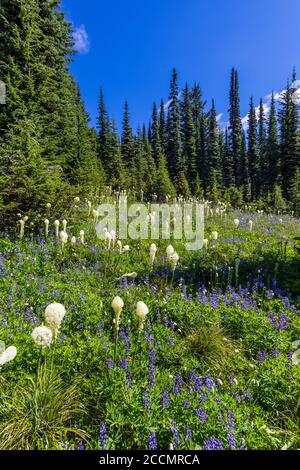 Beargrass, Xérophyllum tenax, fleurit dans un pré subalpin le long de la piste de Snowgrass dans la nature sauvage de Goat Rocks, forêt nationale de Gifford Pinchot, Banque D'Images