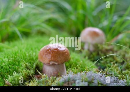 Champignons porcini dans leur habitat naturel. Mise au point sélective douce Banque D'Images