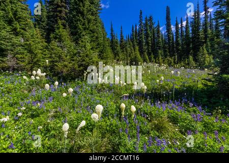 Beargrass, Xérophyllum tenax, fleurit dans un pré subalpin le long de la piste de Snowgrass dans la nature sauvage de Goat Rocks, forêt nationale de Gifford Pinchot, Banque D'Images