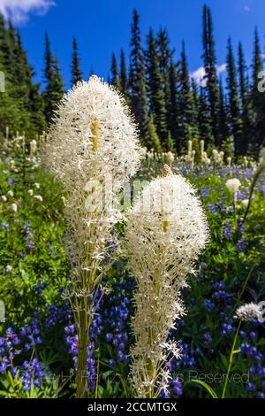 Beargrass, Xérophyllum tenax, fleurit dans un pré subalpin le long de la piste de Snowgrass dans la nature sauvage de Goat Rocks, forêt nationale de Gifford Pinchot, Banque D'Images